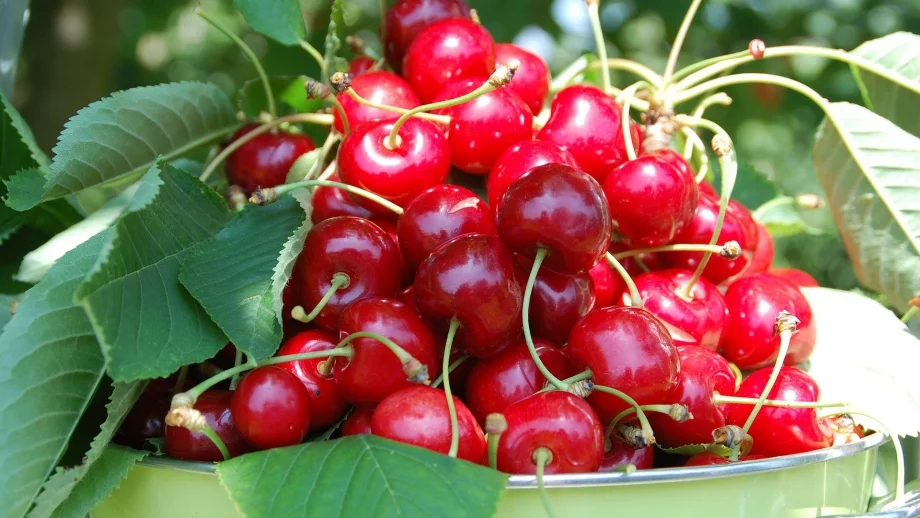 Производители на череши протестираха заради ниските изкупни цени