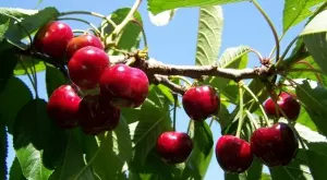 С тези бабини рецепти ще спасите черешите от листни въшки