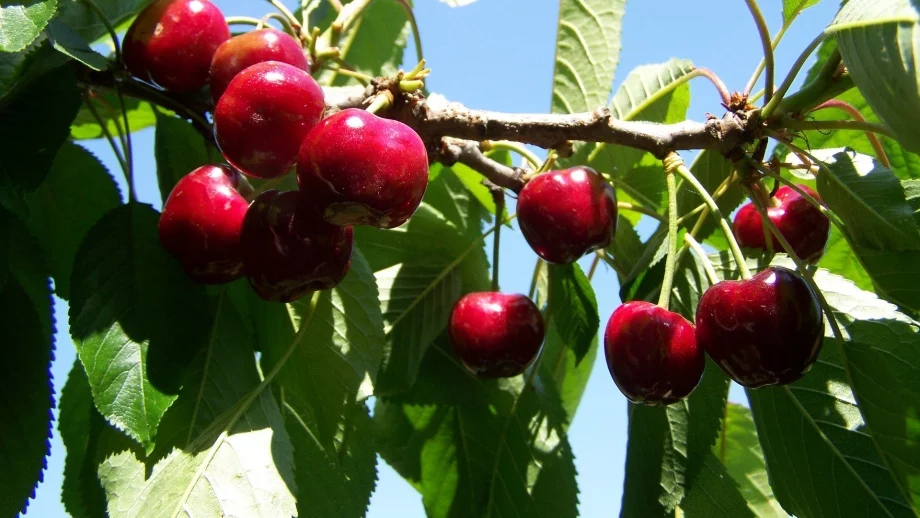 Цената на черешите се нормализира до 4 - 5 лв. за килограм