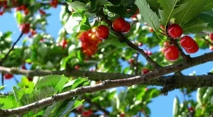 Череши по 50 лв. - истина или манипулация?