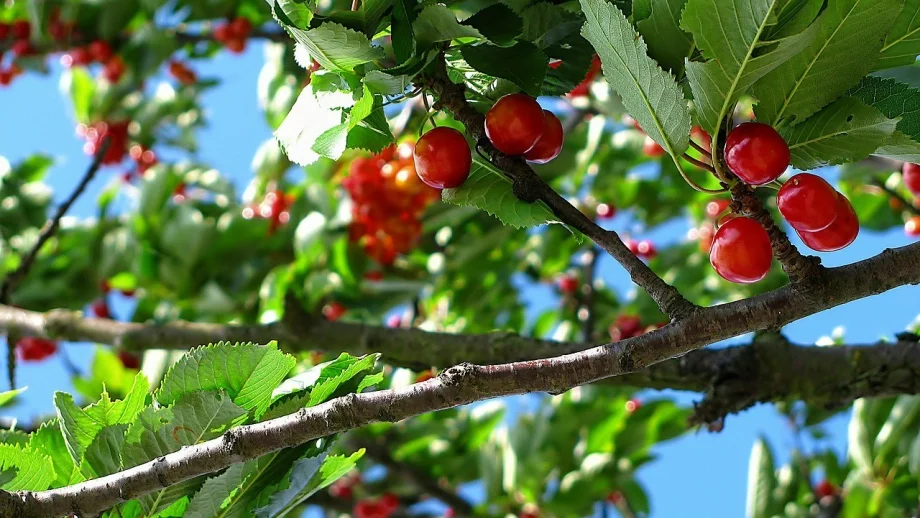 Череши по 50 лв. - истина или манипулация?