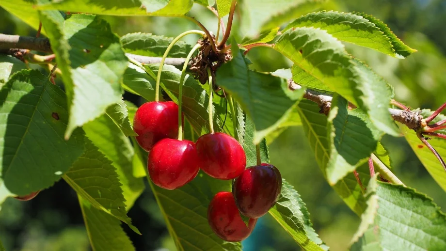 Пазят черешите в Кюстендилско с жандармерия 