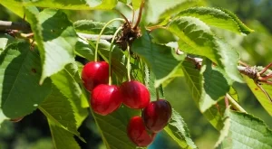 Очакват се по-ниски добиви на череши и рози