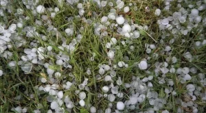 Градушката нанесе огромни щети на стопанства в Западна и Северна България