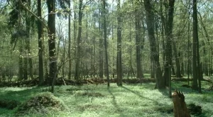 20 000 дка площ ще бъде залесена 