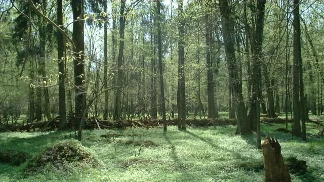 20 000 дка площ ще бъде залесена 