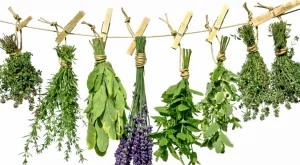 Природните средства, които ще ви помогнат в борбата с пролетните алергии