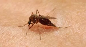 Първа жертва на западнонилската треска у нас