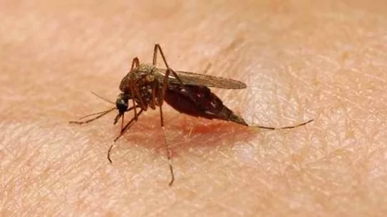 Първа жертва на западнонилската треска у нас