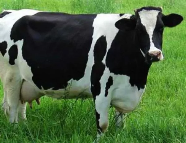 Турция върна холандски крави заради спора с Хага