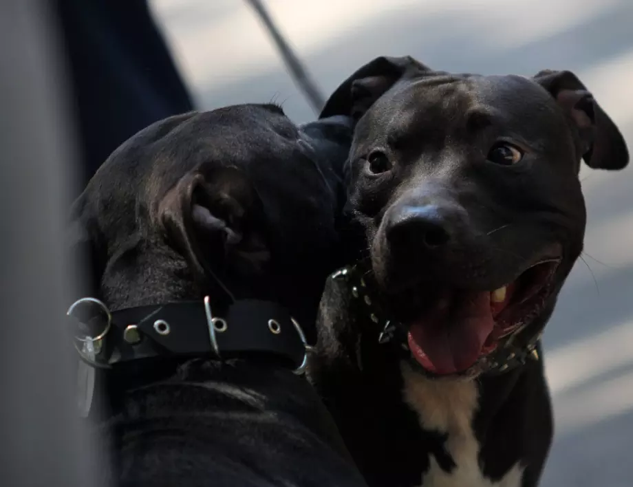 Пострадаха кучета на протестиращи срещу кариери в Асеновградско