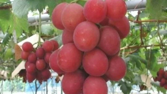 Гроздови зърна бяха продадени на търг за рекордна сума 