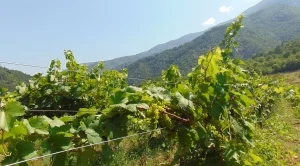 Нов закон налага ограничения на засаждането на лозя 