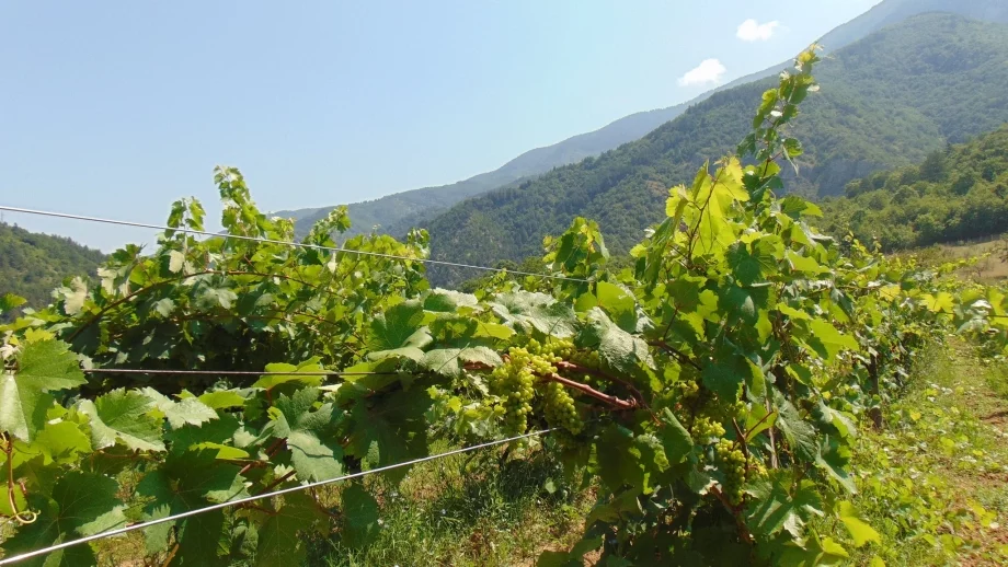Вече се приемат заявления за преструктуриране и конверсия на лозя