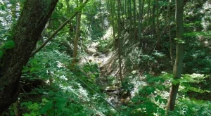 Кадър от времето на Орешарски се връща начело на Агенцията по горите