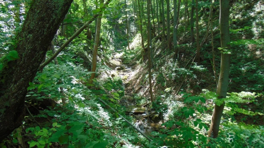 Кадър от времето на Орешарски се връща начело на Агенцията по горите