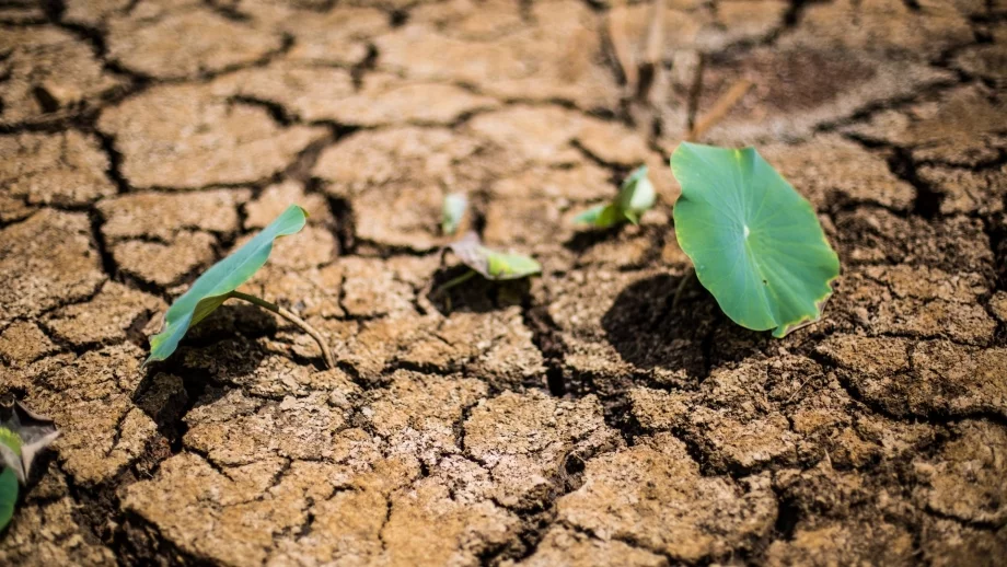 За над 1 млрд. евро са щетите от сушата за германското земеделие
