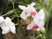 Спасете вашата орхидея с тази „витаминозна бомба“