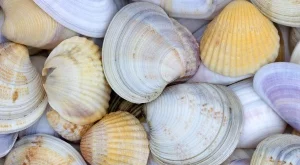 3 неща, които може да направите с мидички