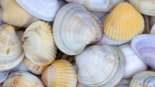 3 неща, които може да направите с мидички