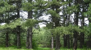 В СИДП са подадени 47 заявления за изкупуване на частни гори