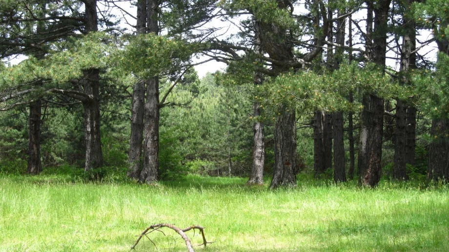 Приключи първият етап от изкупуването на частни гори