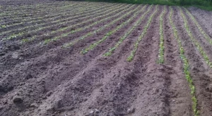 Добивите на тютюн с 2/3 по-ниски от миналогодишните 