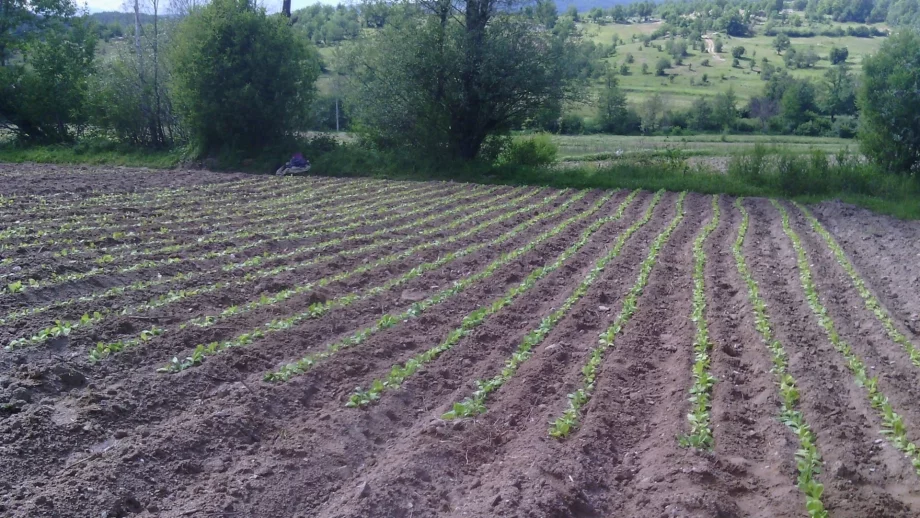 В края на кампанията тютюнът е изкупен на 98%