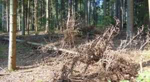 Изсъхват над 10 000 хектара изкуствени гори 