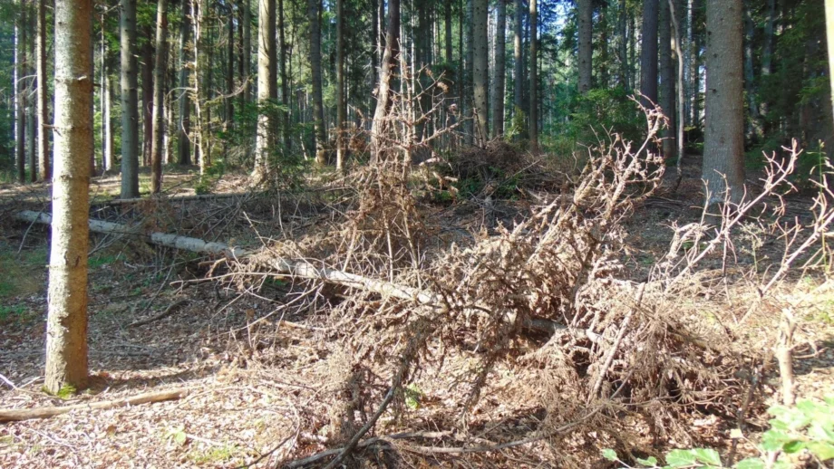 Изсъхват над 10 000 хектара изкуствени гори 