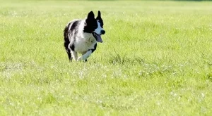 Лицемерието: Споделете снимката на това куче