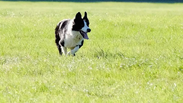 Лицемерието: Споделете снимката на това куче