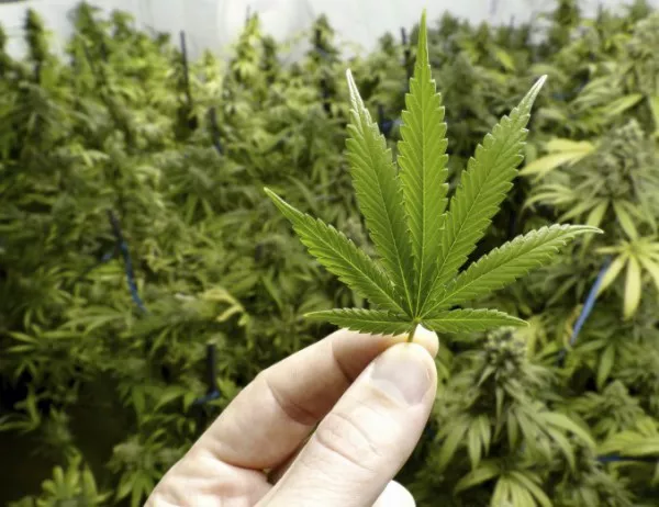 И Нова Зеландия ще решава на референдум дали да легализира марихуаната "за развлечение"