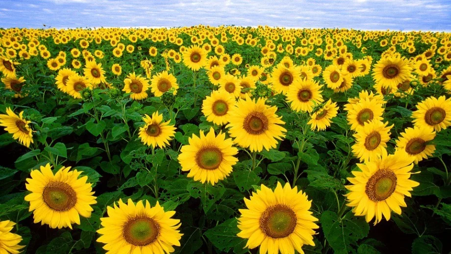 Слънчогледовата реколта ще е слаба, цените остават като миналогодишните 