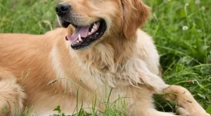 Виетнам призова гражданите си да спрат да ядат кучешко 