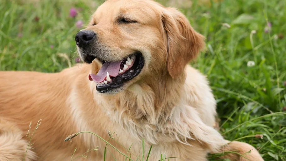 Виетнам призова гражданите си да спрат да ядат кучешко 