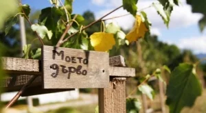 Природен парк "Витоша" става дом на втората гора на "Моят зелен град"