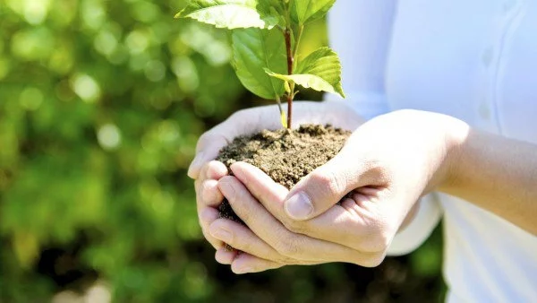 Бъди еко, засади дърво