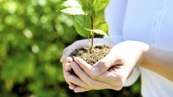 Излез от офиса. Засади дръвче