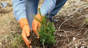 Втората гора на "Моят зелен град" вече расте в Природен парк "Витоша"