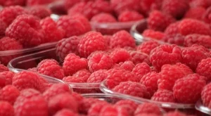 Ще запази ли Сърбия лидерското място в производството на малини?