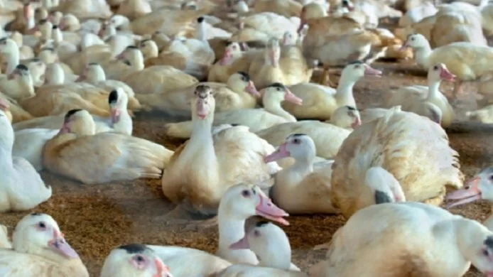 САЩ ще произвежда патешко месо в България