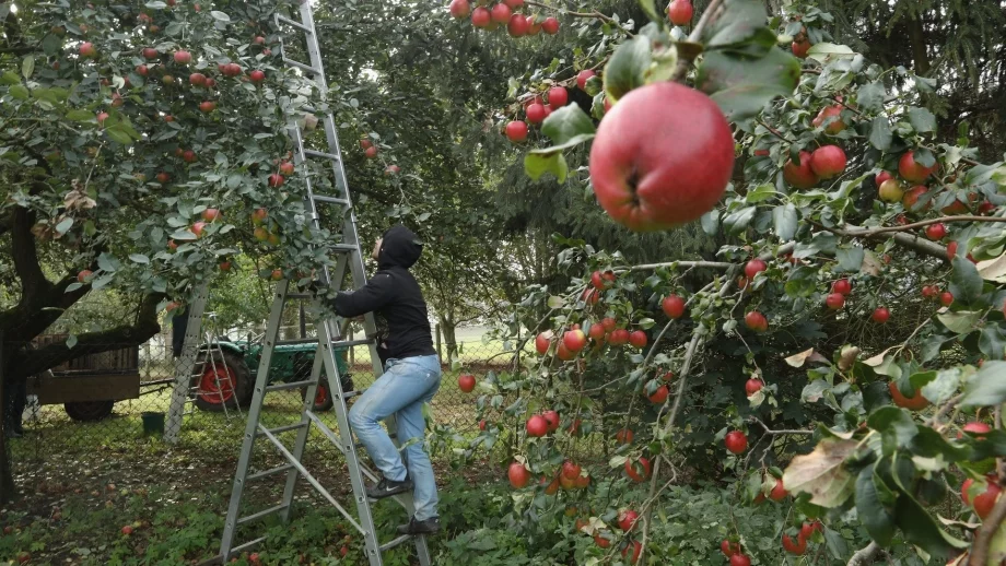 Близо 65 млн. лева са преведени за обвързано подпомагане за плодове и зеленчуци