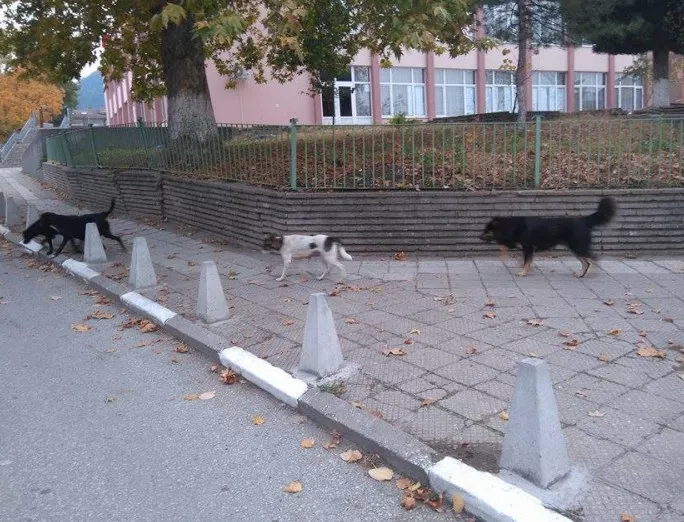 Млада жена бе нападната от бездомни кучета в Хасково 