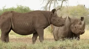 Радиоактивни изотопи ще спират бракониерството на носорози