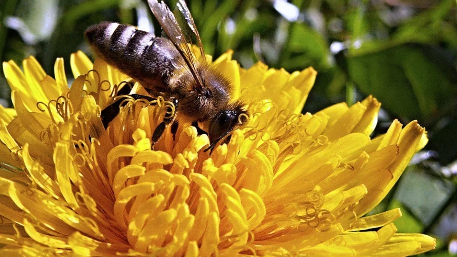 Започва приемът на заявления по пчеларската програма