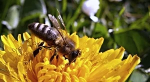 Продължителният студ с пагубен ефект върху пчеларството у нас  
