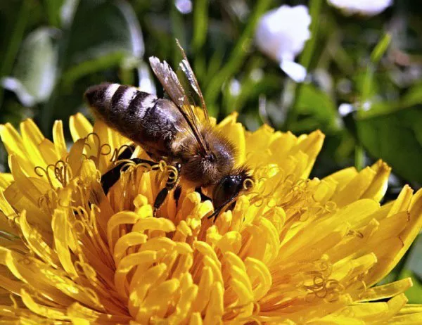 Проверяват сигнал за повишена смъртност на пчели след пръскане на земеделски площи