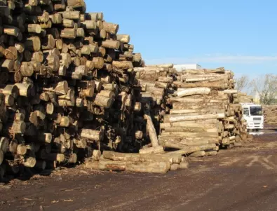 Тонове незаконна дървесина: Най-голямото горско предприятие изкара статистиката за 2022 година 