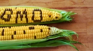 ГМО в България засичат най-често в соеви и царевични продукти